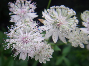 アストランチア：６月６日の誕生花