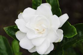 クチナシ:6月7日の誕生花